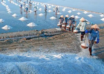 117 Tao Cu Huych De Thuong Hieu Muoi Bac Lieu Phat Trien Ben Vung 1