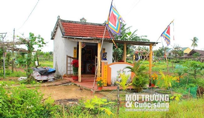 174 Quang Nam Ve Lang Rau Tra Que Hoi An Xem Rau An Rong 1