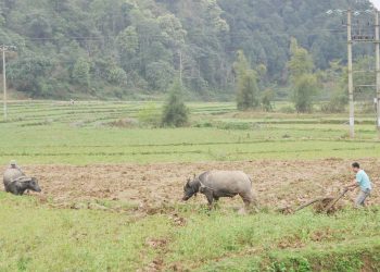 2504nghe Lam Cay Cua Nguoi Mong Bac Ha Lao Cai 2
