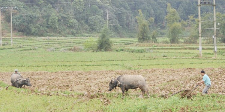 2504nghe Lam Cay Cua Nguoi Mong Bac Ha Lao Cai 2
