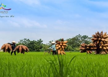 255 Lang Nghe Dan Do Thu Sy 1