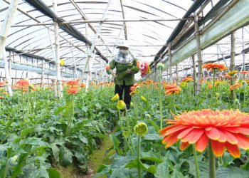 271ha Noi Lang Hoa Tay Tuu Vao Tet