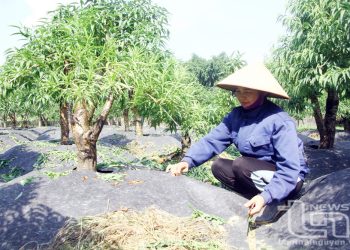 317 Huong Di Moi Trong Phat Trien Lang Nghe O Thai Nguyen