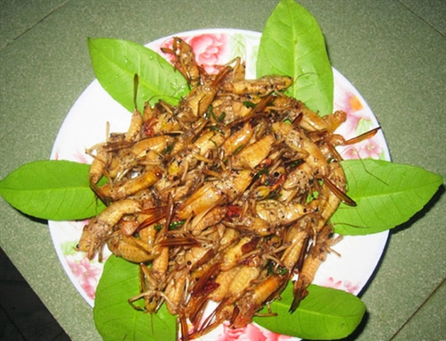 Ota Viet Nam 1 1676