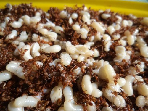 Ota Viet Nam 1 174