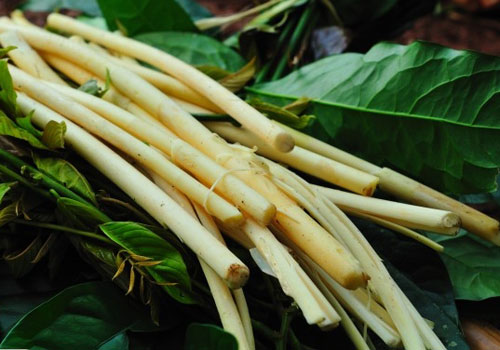 Ota Viet Nam 1 177