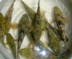 Ota Viet Nam 1 399