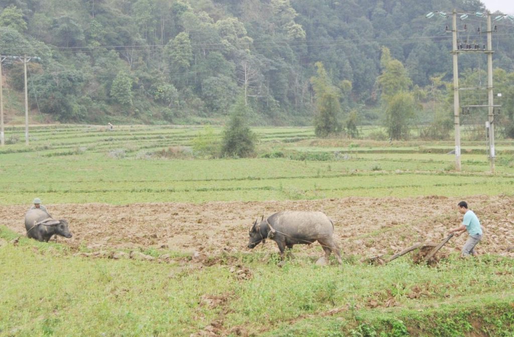 Ota Viet Nam 1 442