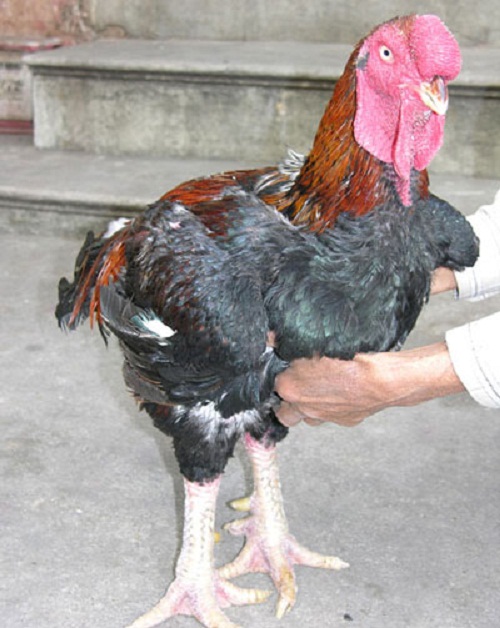 Ota Viet Nam 1 47