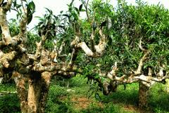 Ota Viet Nam 1 470