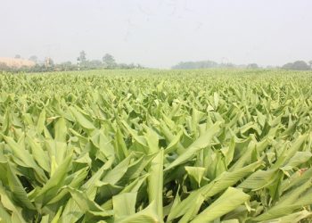 Dacsantinhhoatucaynghe 1