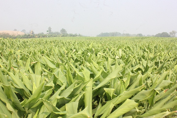 dacsantinhhoatucaynghe