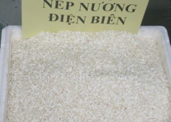 Nepnuong 1