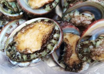 Nhungdacsandaocoto 1