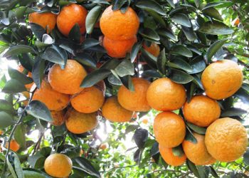 Nhungdacsanhungyen 1