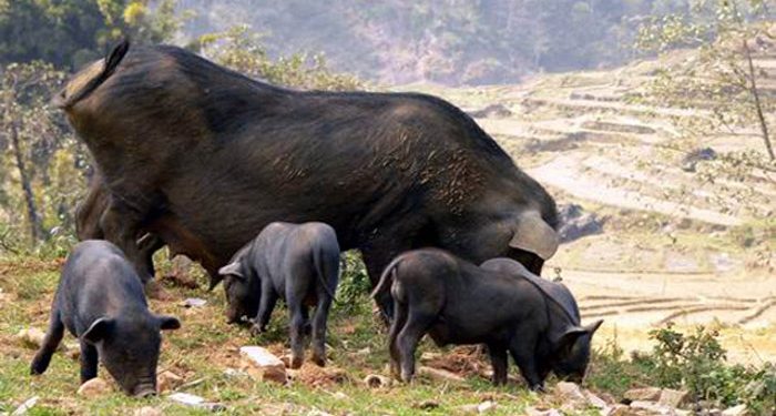 Nhungmonngonmucangchai 1