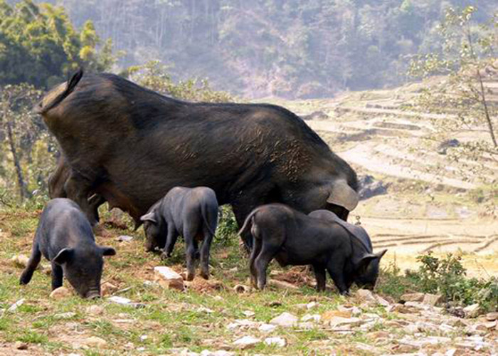 nhungmonngonmucangchai