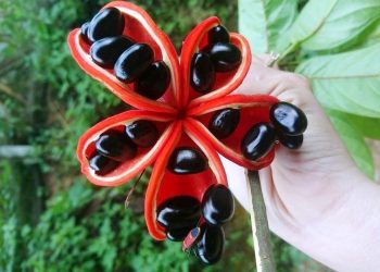 Quanacnoangcaobang 1