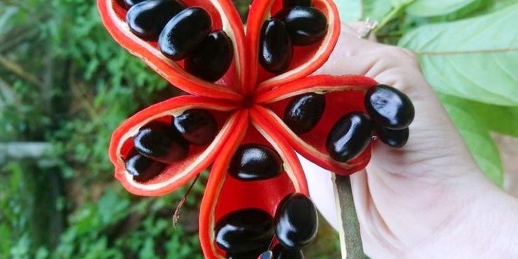 Quanacnoangcaobang 1