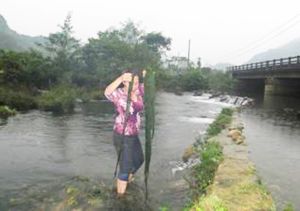 Taoluc