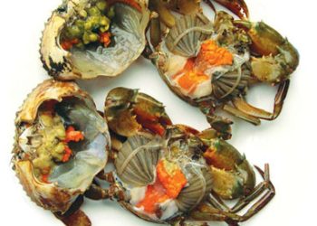 Tietcanhcuaphuquoc 1