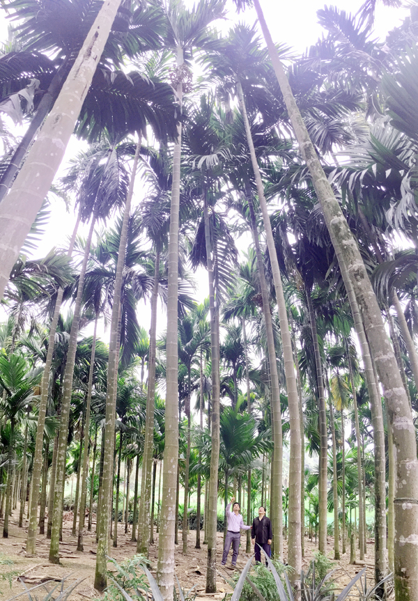 vuoncauphuhai