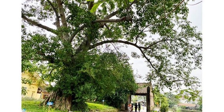111cuoi Tuan Ve Lang Co Duong Lam