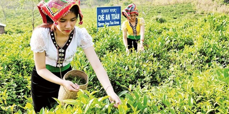 119 Ve Vung Che Moc Chau Son La 1