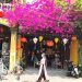 124pho Hoi Mua Hoa Giay