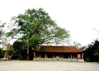 213nhung Bao Vat Quoc Gia O Vung Dat To 1