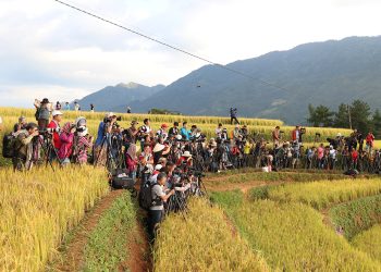 239 Hap Dan Du Lich Mua Vang Mu Cang Chai Yen Bai