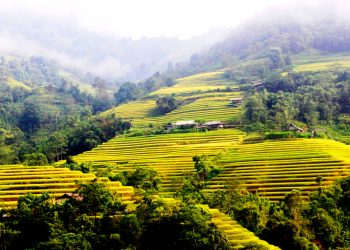 2710gin Giu Di San Ruong Bac Thang 1