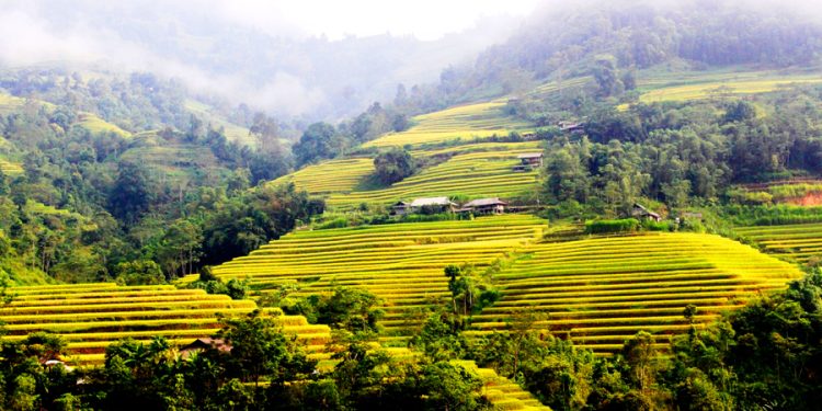 2710gin Giu Di San Ruong Bac Thang 1