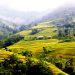 2710gin Giu Di San Ruong Bac Thang 1
