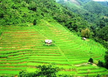 289lao Cai Ve Dep Ruong Bac Thang Tan Tien