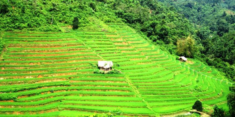 289lao Cai Ve Dep Ruong Bac Thang Tan Tien