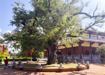 38ve Bao Tang Quang Trung Tham Cay Me Gieng Co Cua Nha Tay Son Binh Dinh 2