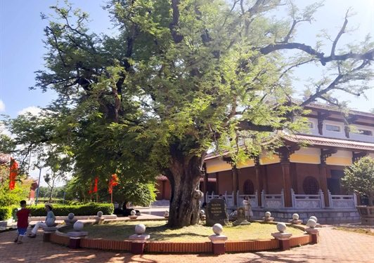 38ve Bao Tang Quang Trung Tham Cay Me Gieng Co Cua Nha Tay Son Binh Dinh 2
