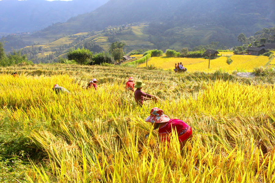 Ota Viet Nam 1 252