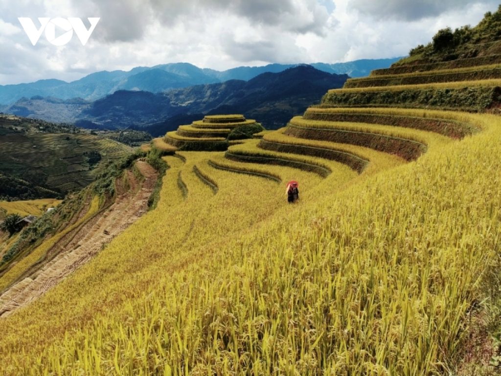 Ota Viet Nam 1 335