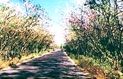 Ota Viet Nam 1 941