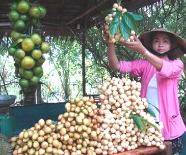 Ota Viet Nam 1 974