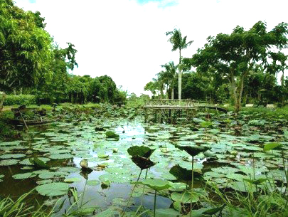 Ota Viet Nam 1 976