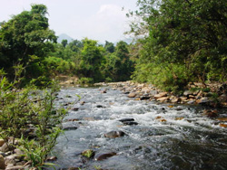 Lacsanh
