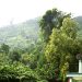 Nuichuachan 1