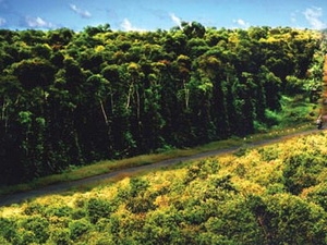 Rungvodoi 1