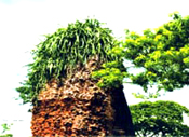 Thapcovinhhung 1