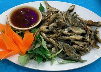 1111dac San Ca Linh Chien Gion