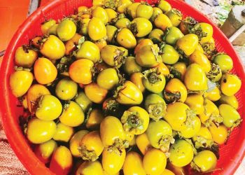 910 Hong Ngam Mon Qua Dan Da Mua Thu