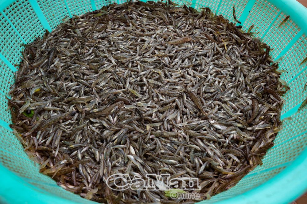 Ota Viet Nam 1 314